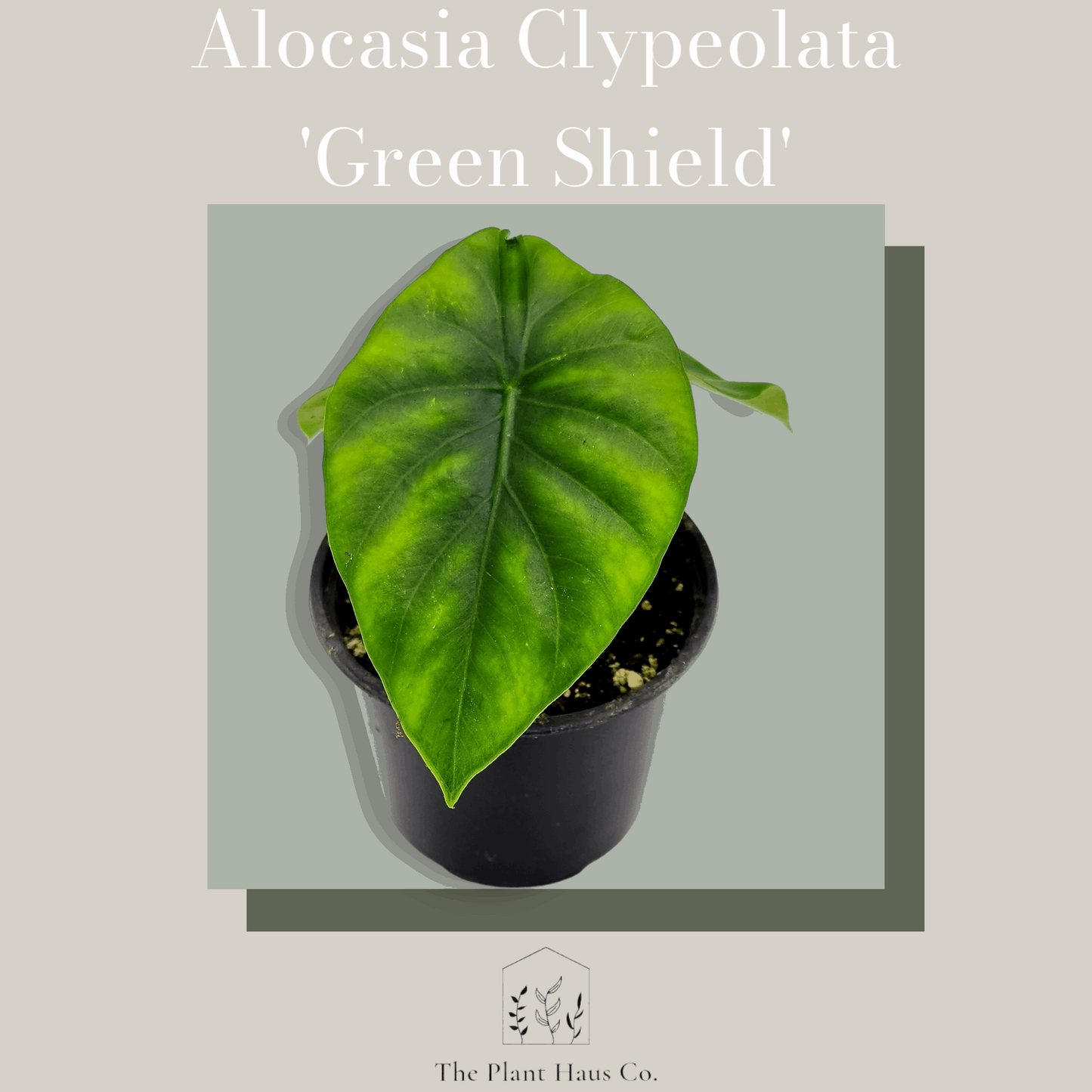 Alocasia Clypeolata 'Green Shield'