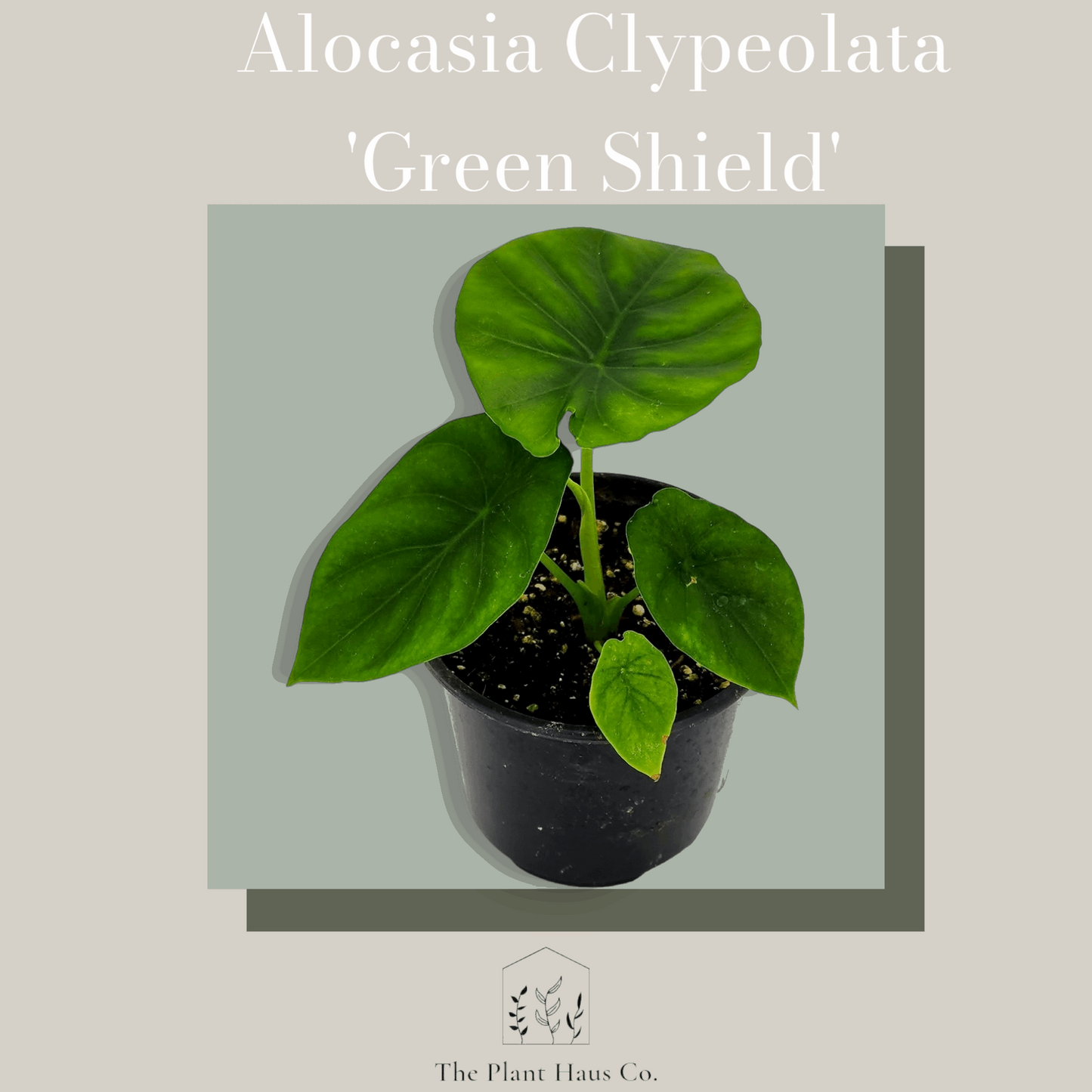 Alocasia Clypeolata 'Green Shield'