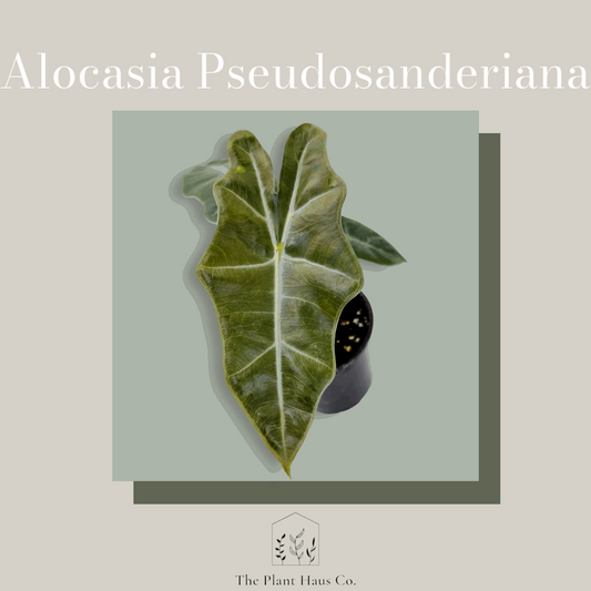 Alocasia Pseudosanderiana