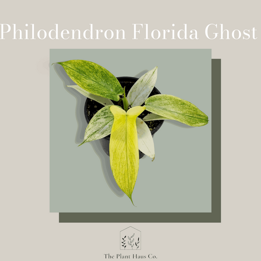 Philodendron Florida Beauty Ghost