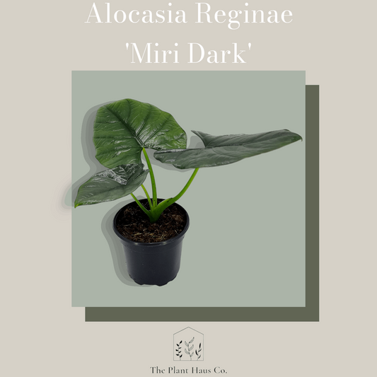 Alocasia Reginae 'Miri Dark'