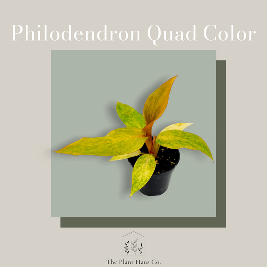 Philodendron Quad Color