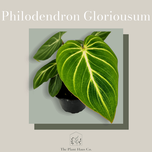 Philodendron Gloriousum