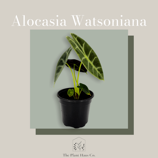 Alocasia Watsoniana Silver