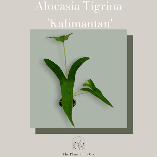 Alocasia Tigrina 'Kalimantan'