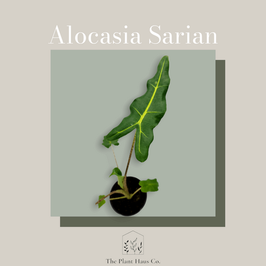 Alocasia Sarian