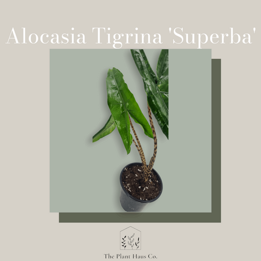 Alocasia Tigrina Superba