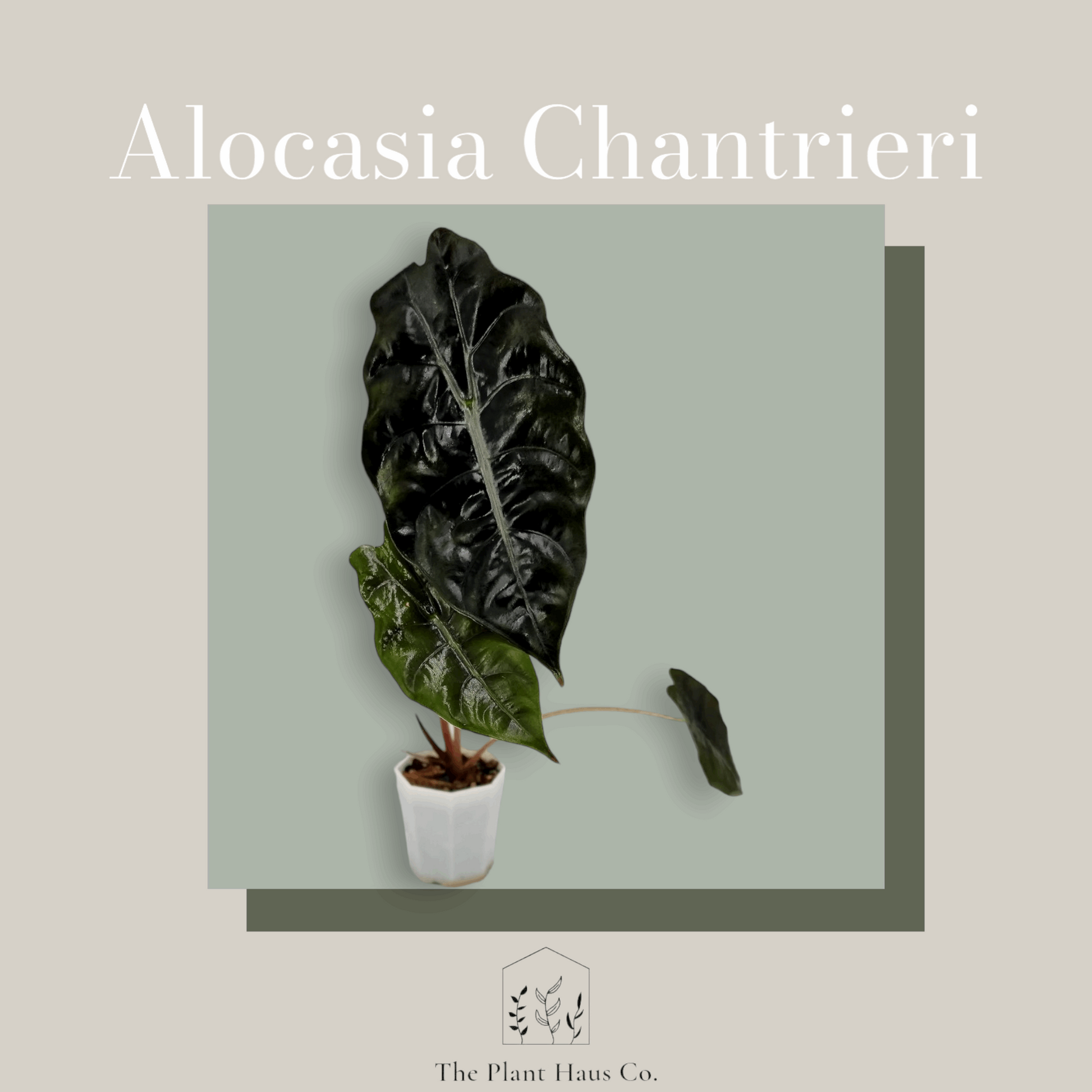 Alocasia Chantreri