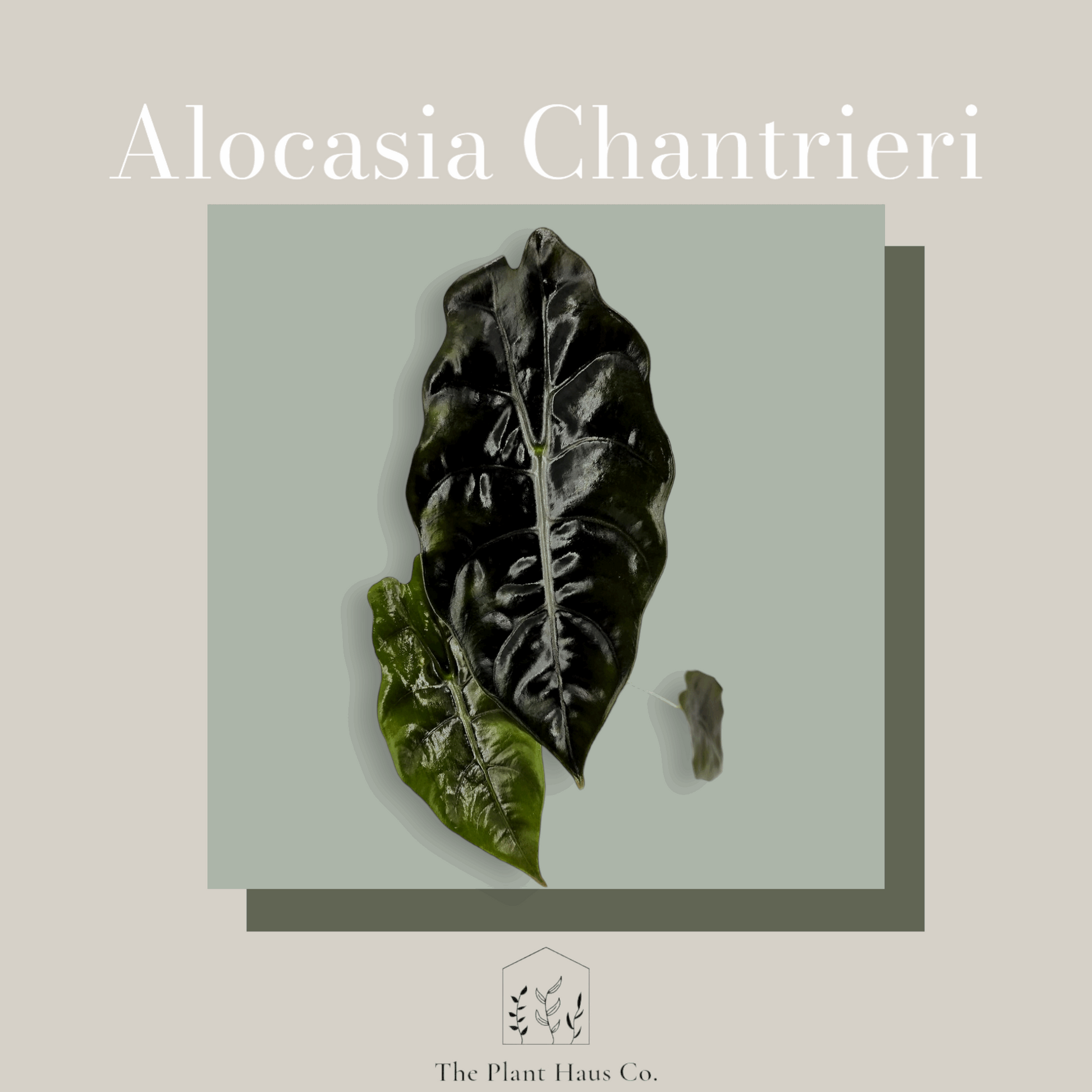 Alocasia Chantreri