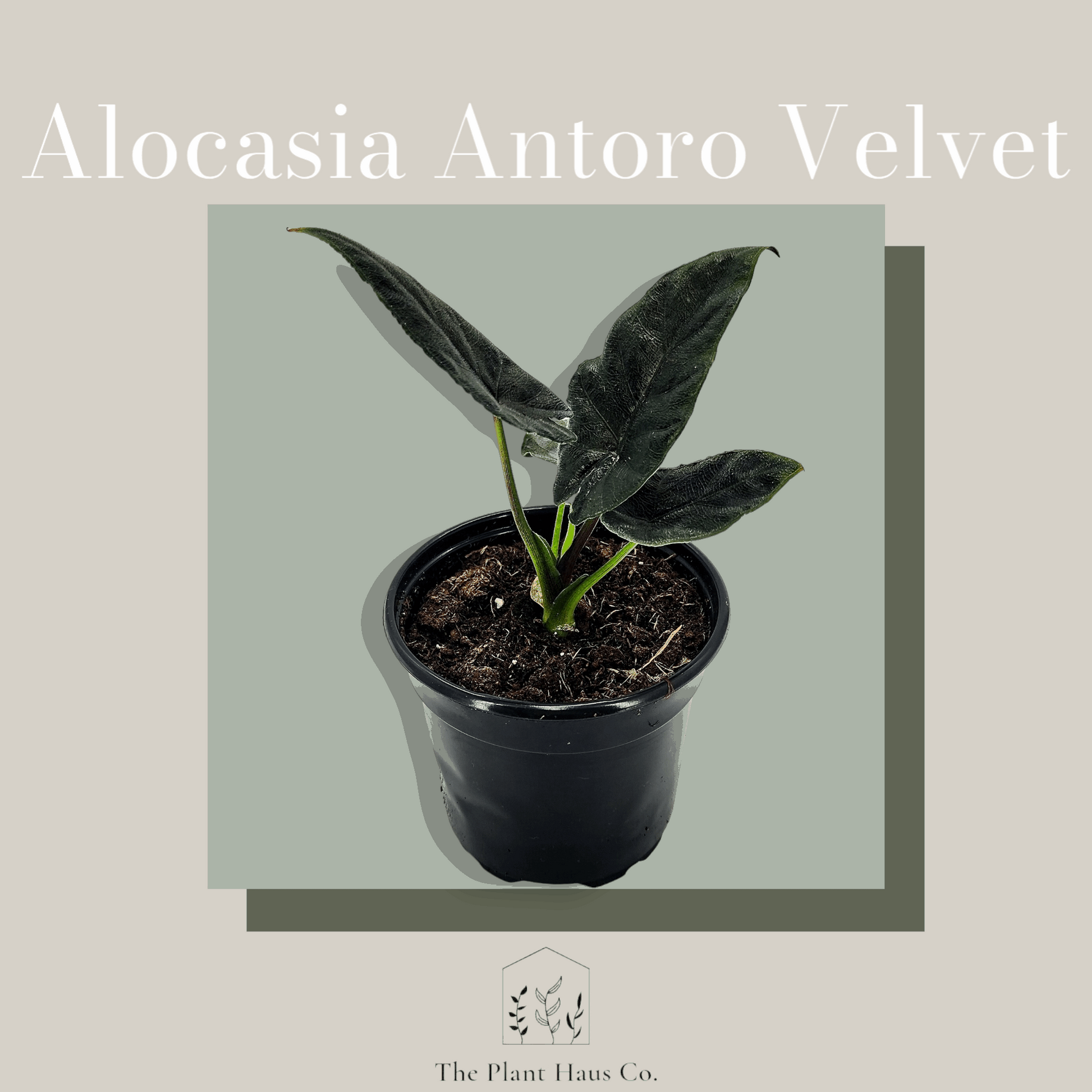 Alocasia Antoro Velvet