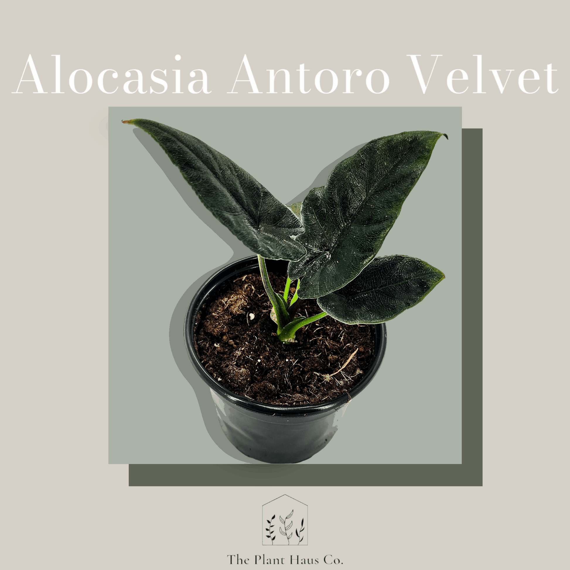 Alocasia Antoro Velvet