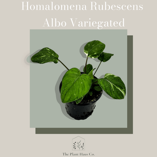 Homalomena Rubescens Albo Variegated