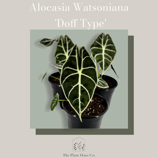 Alocasia Watsoniana 'Doff Type'