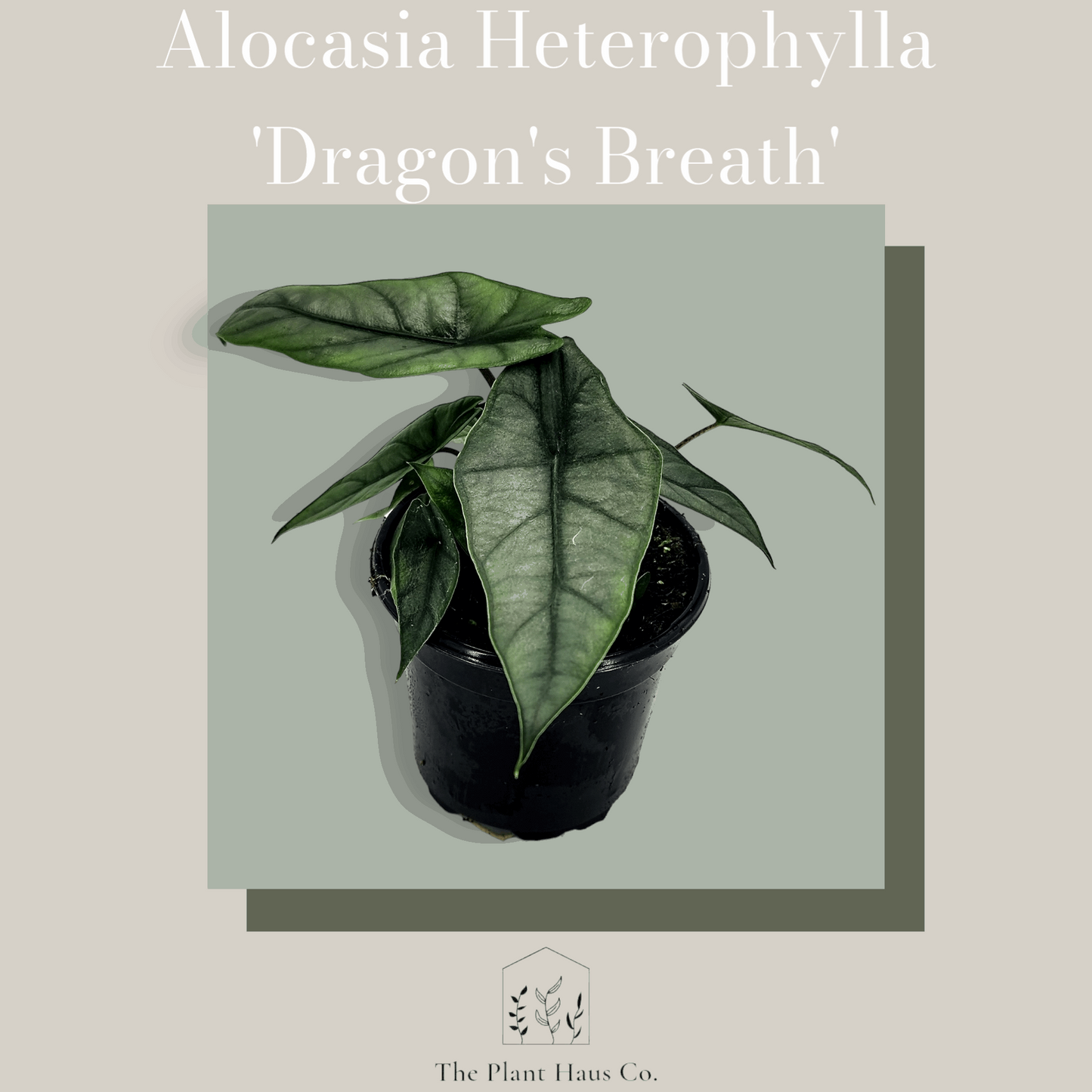 Alocasia Dragon's Breath