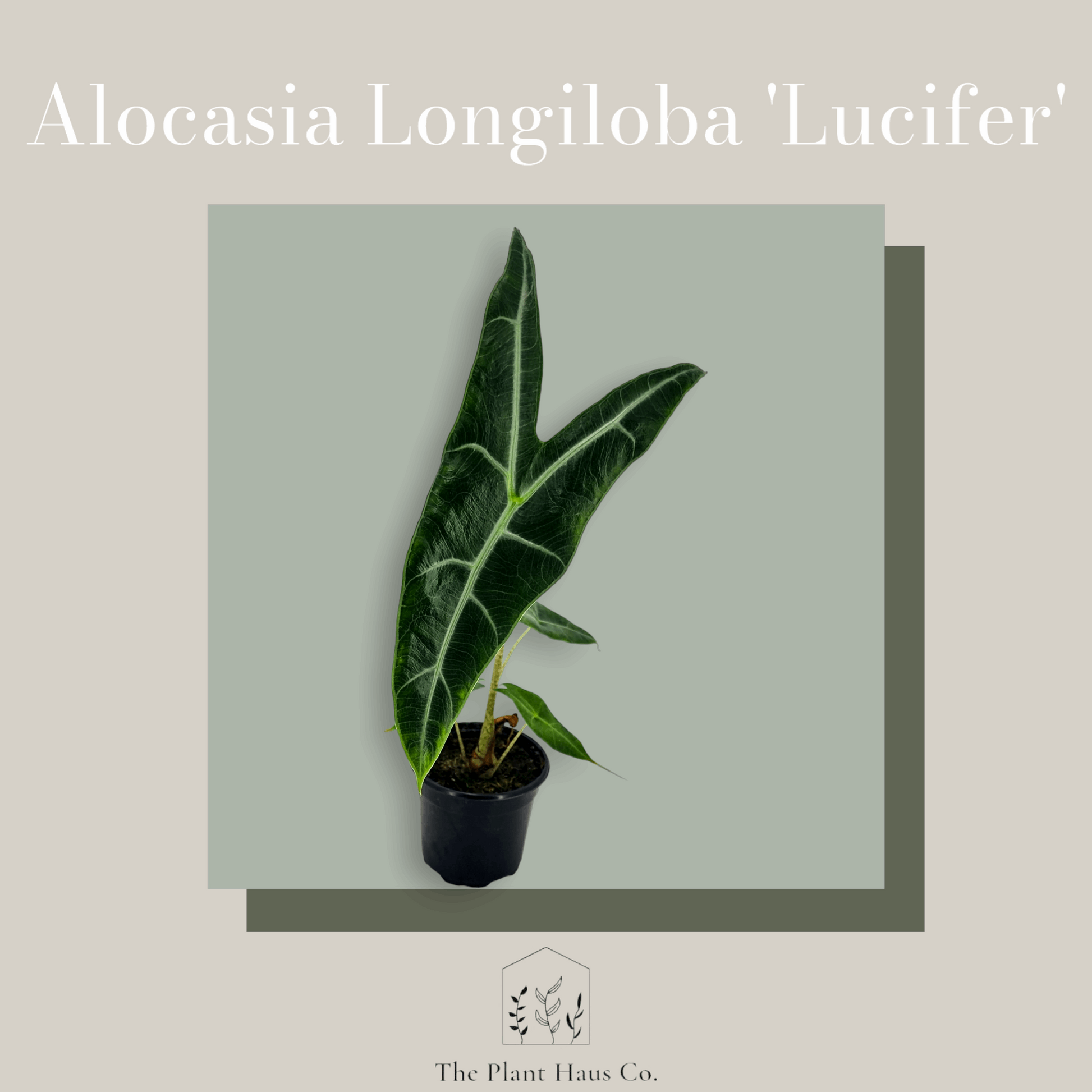 Alocasia Longiloba 'Lucifer'