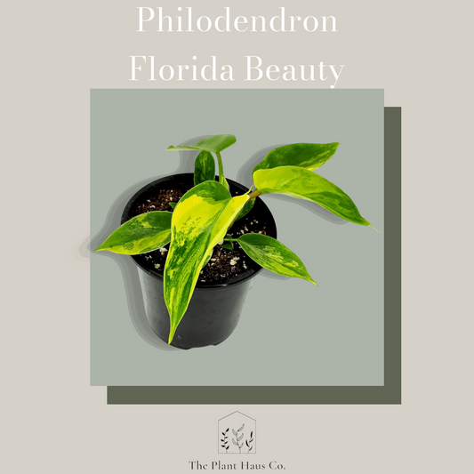 Philodendron Florida Beauty Albo