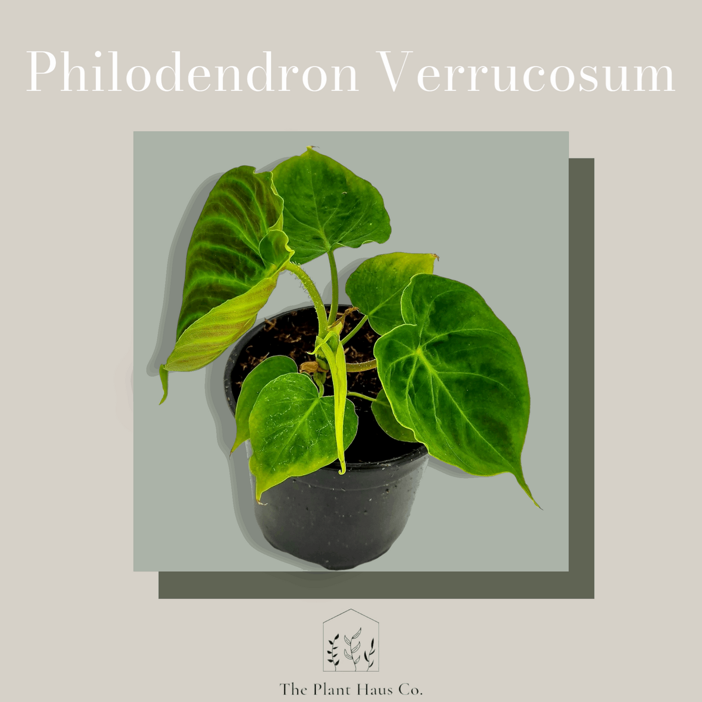 Philodendron Verrucosum