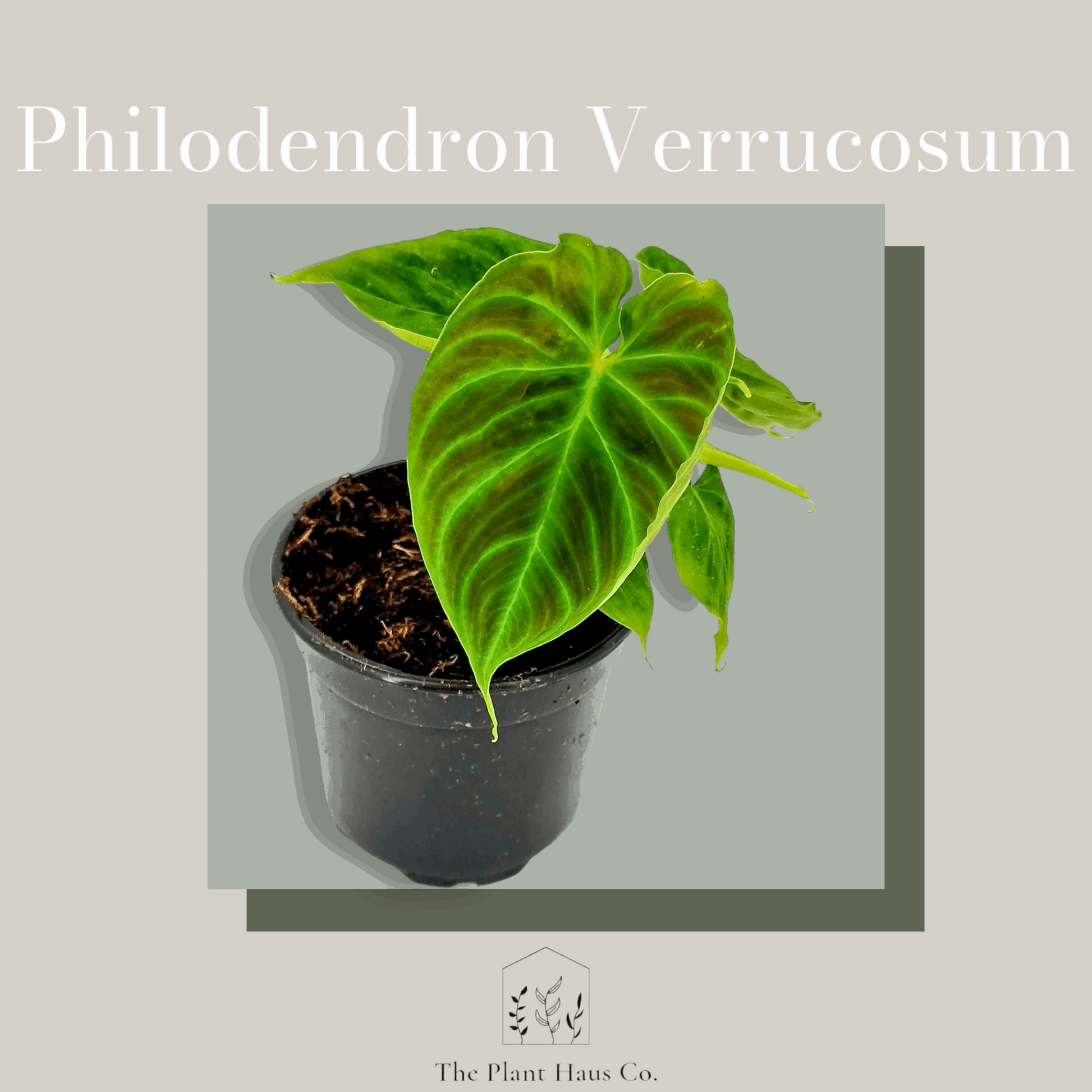 Philodendron Verrucosum