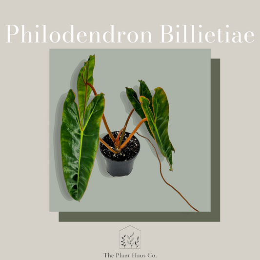 Philodendron Billietiae