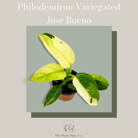 Philodendron Jose Bueno Variegated