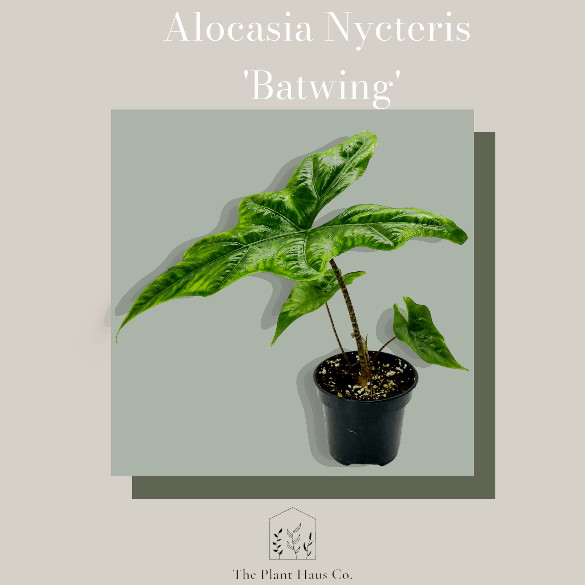 Alocasia Nycteris Batwing