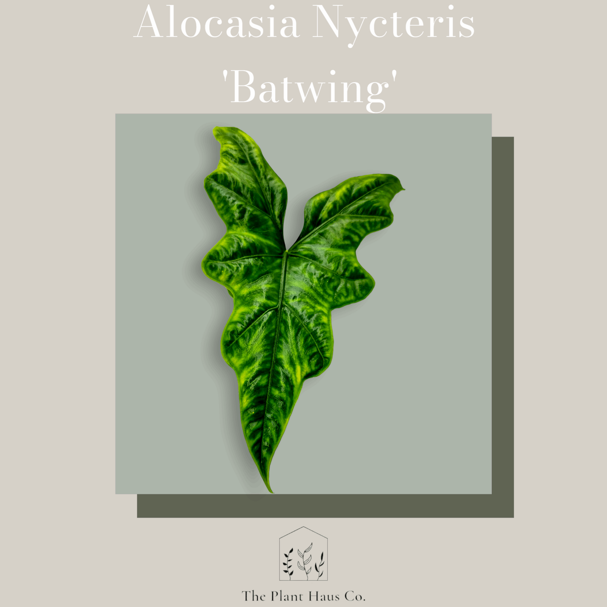 Alocasia Nycteris Batwing