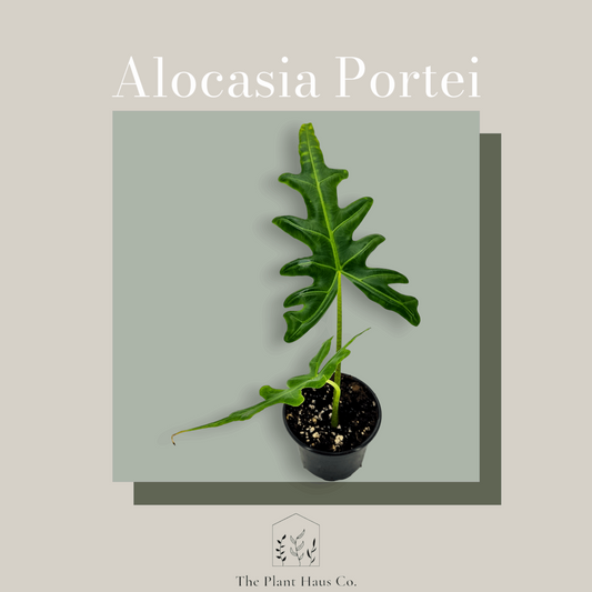 Alocasia Portei