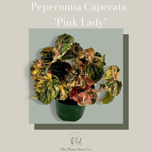 Peperomia Caperata 'Pink Lady'