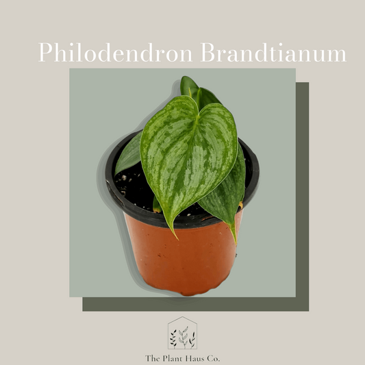 Philodendron Brandtianum