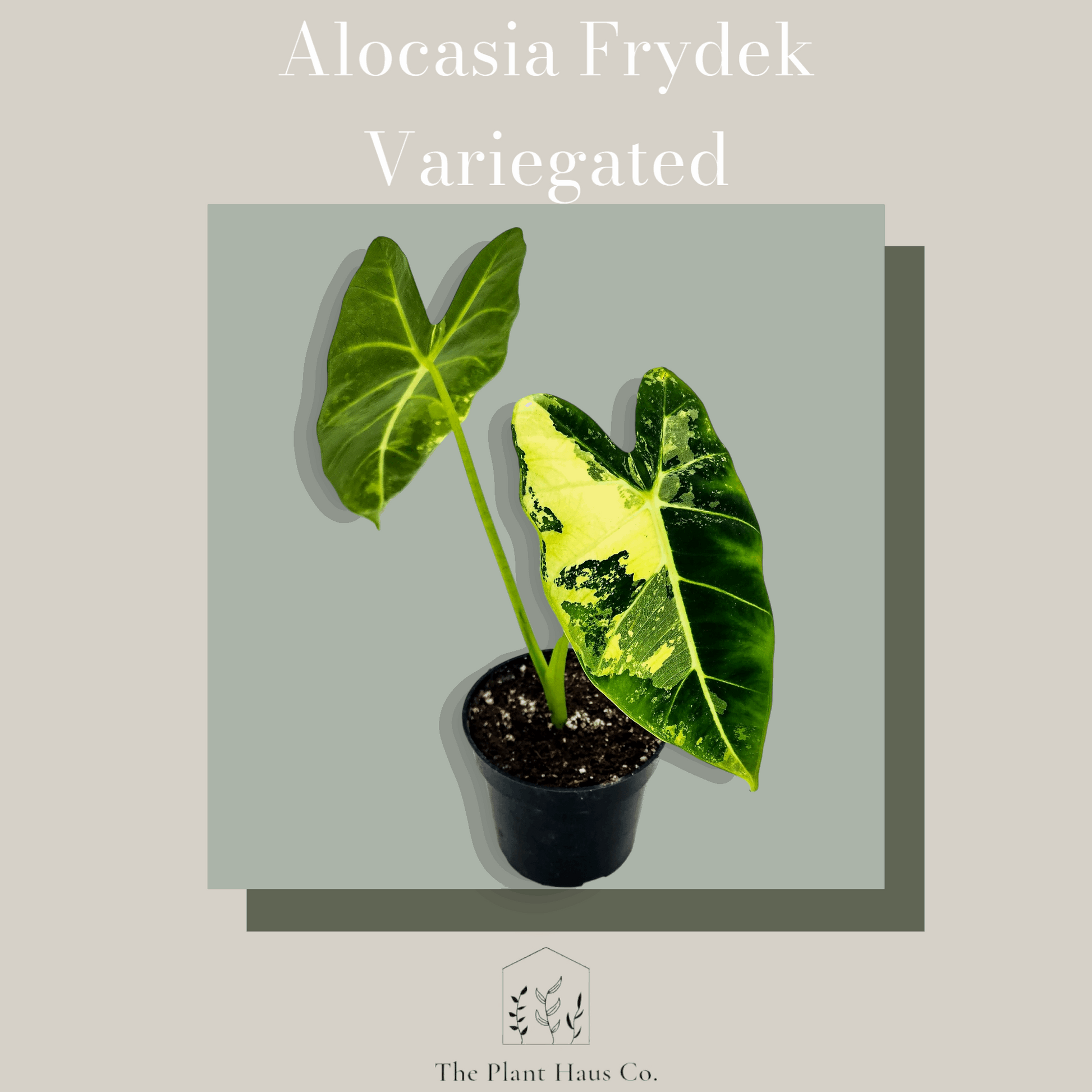 Alocasia Frydek Variegated