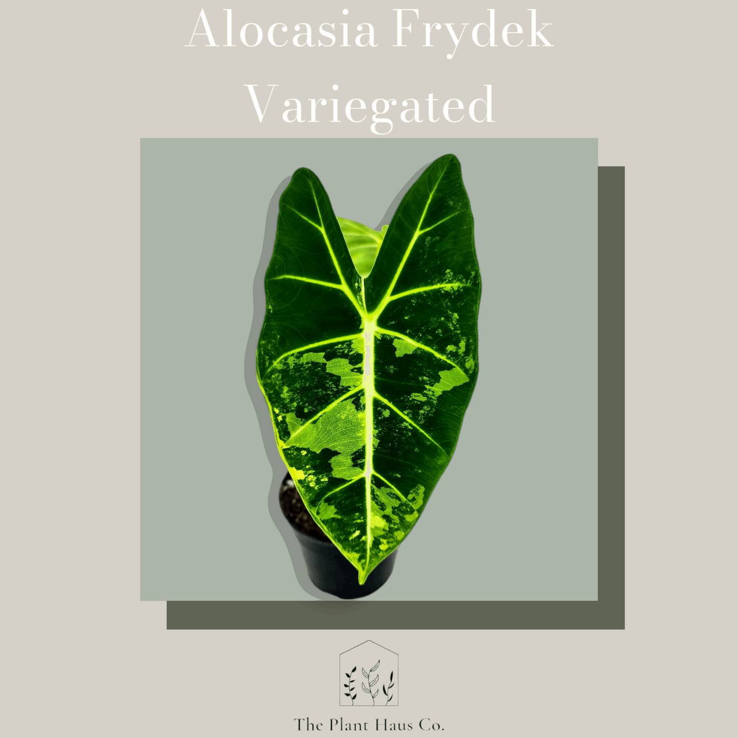 Alocasia Frydek Variegated