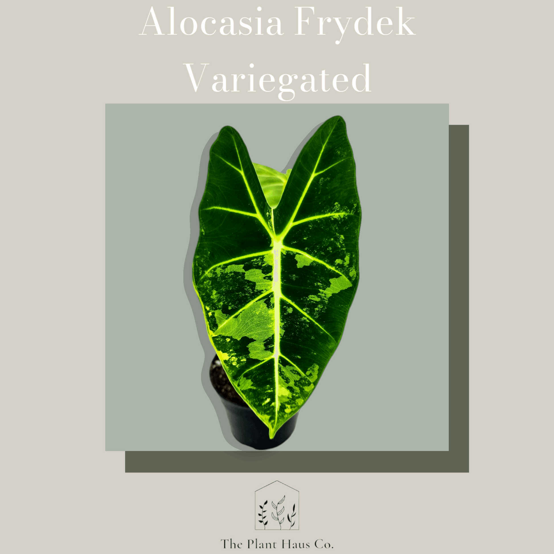 Alocasia Frydek Variegated