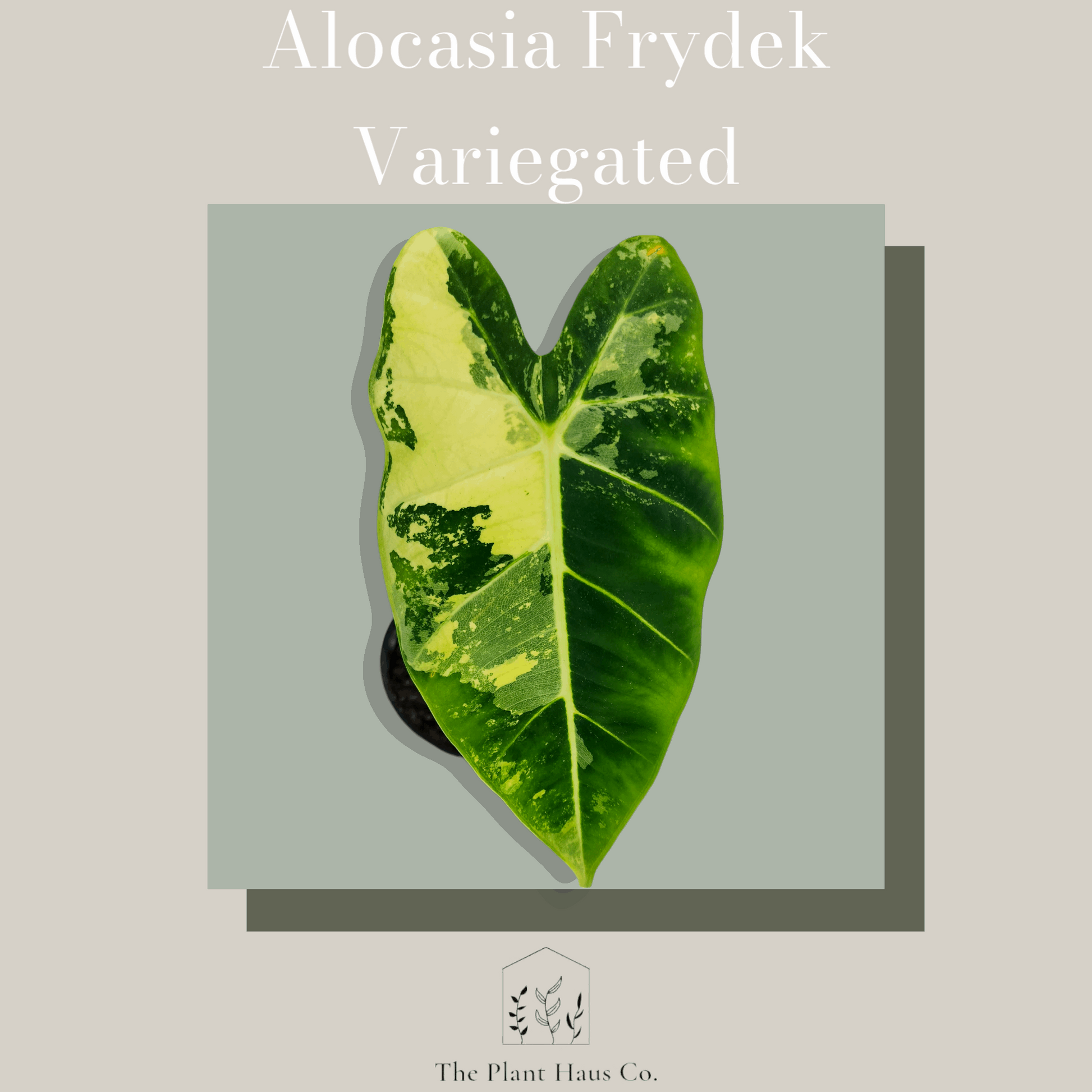 Alocasia Frydek Variegated