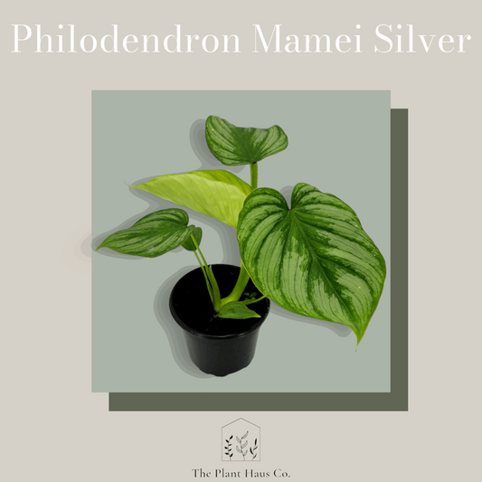 Philodendron Mamei Silver