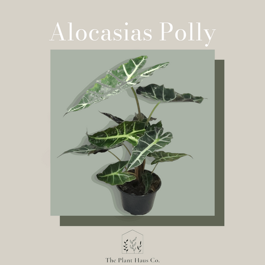 Alocasia Polly