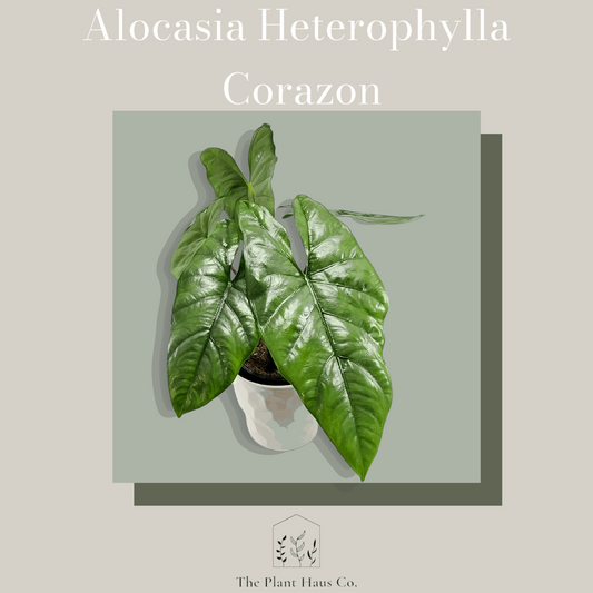 Alocasia Corazon