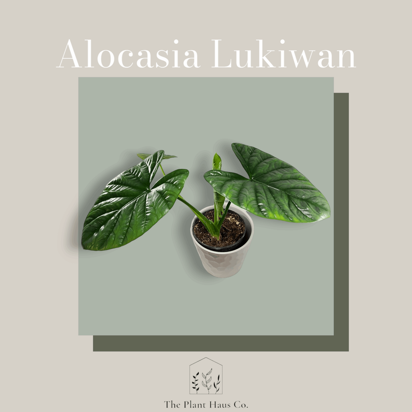 Alocasia Lukiwan