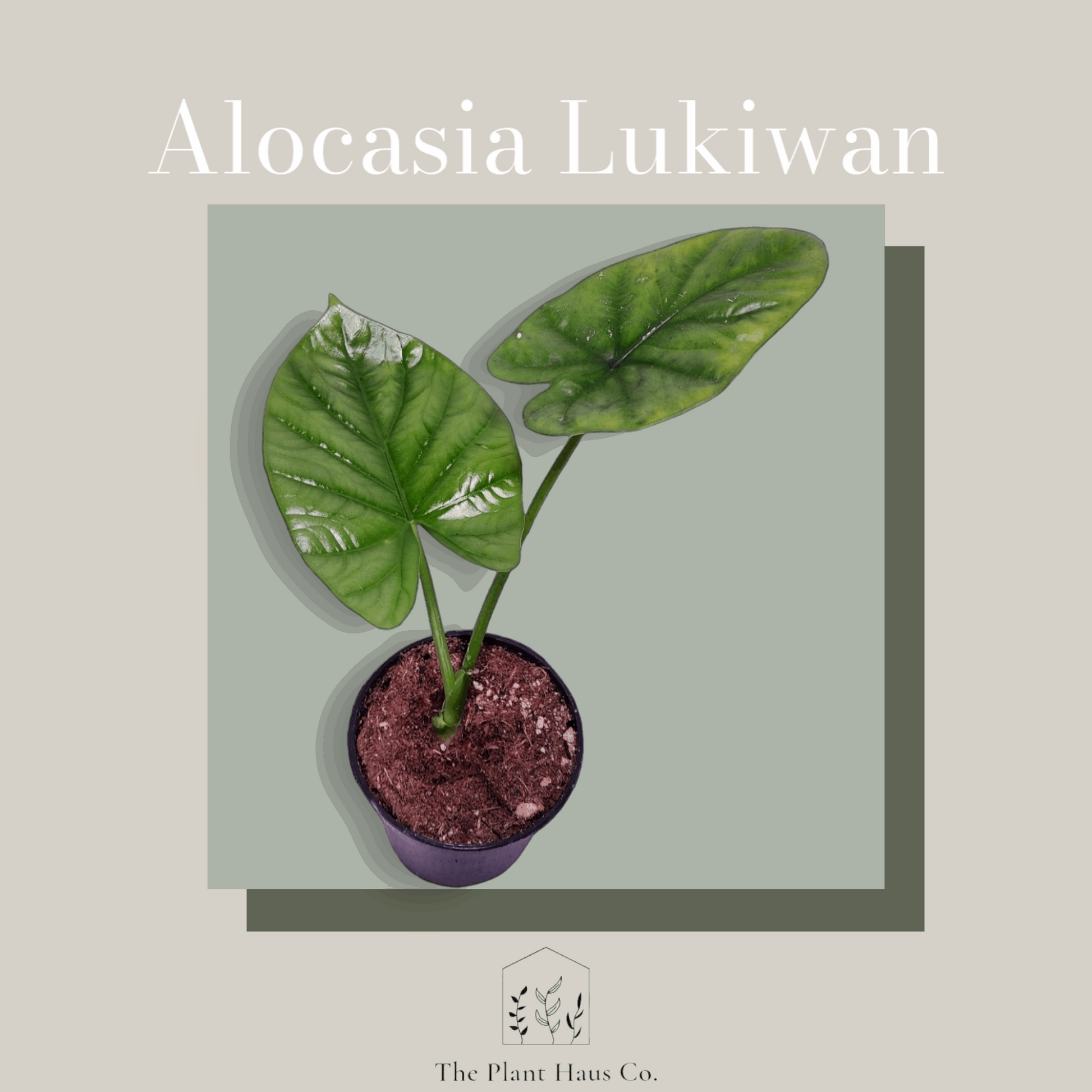 Alocasia Lukiwan