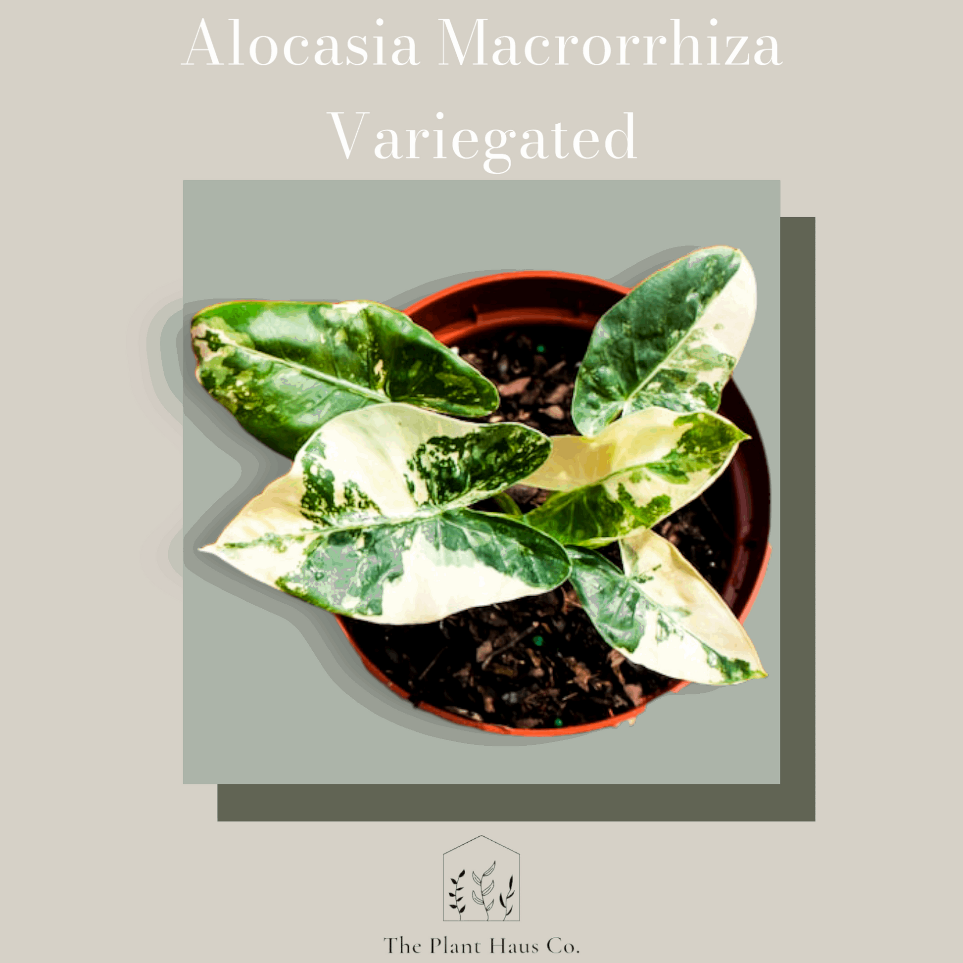 Alocasia Macrorrhiza Variegated - Pre-Sale