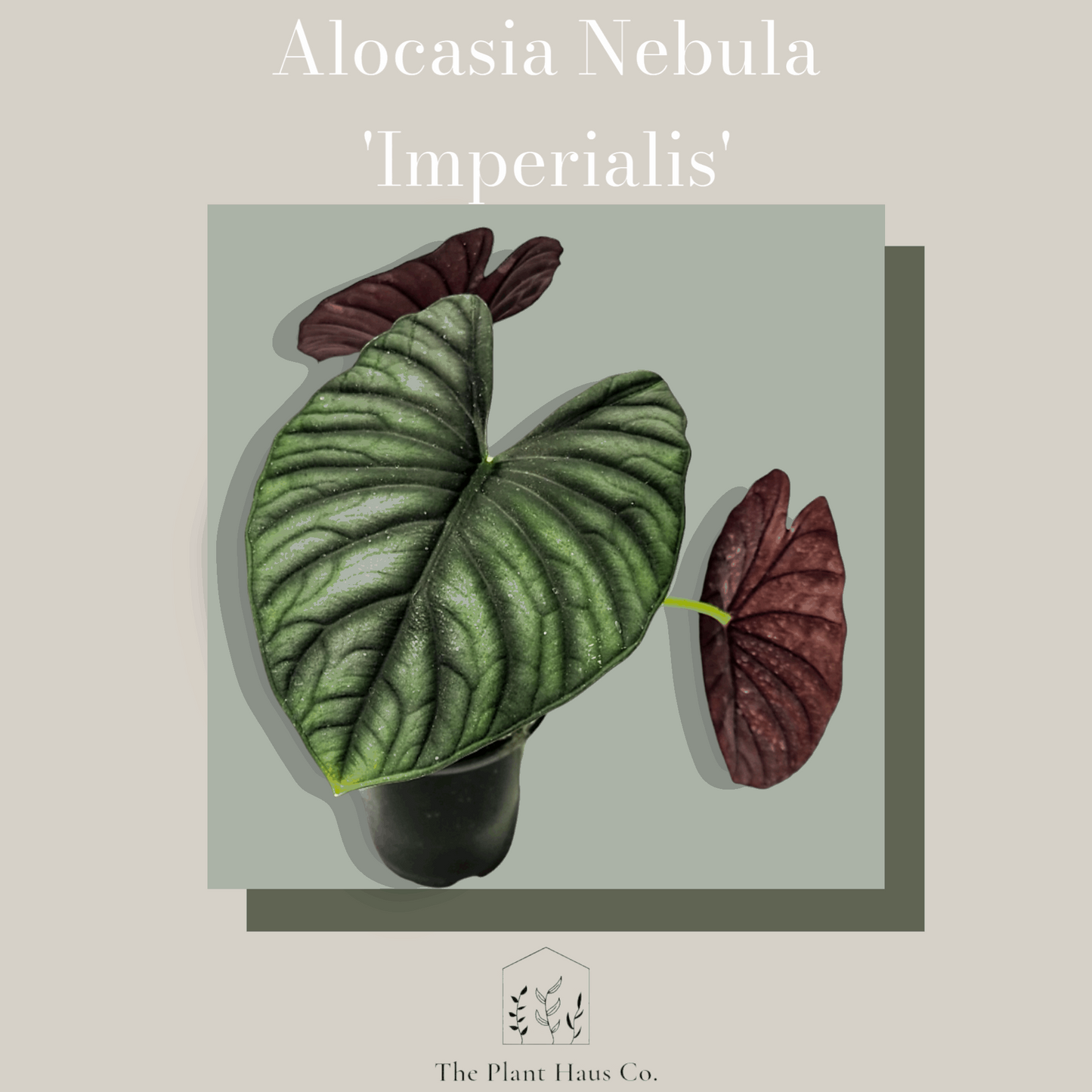 Alocasia Nebula 'Imperialis'