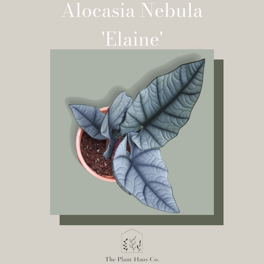 Alocasia Nebula 'Elaine'