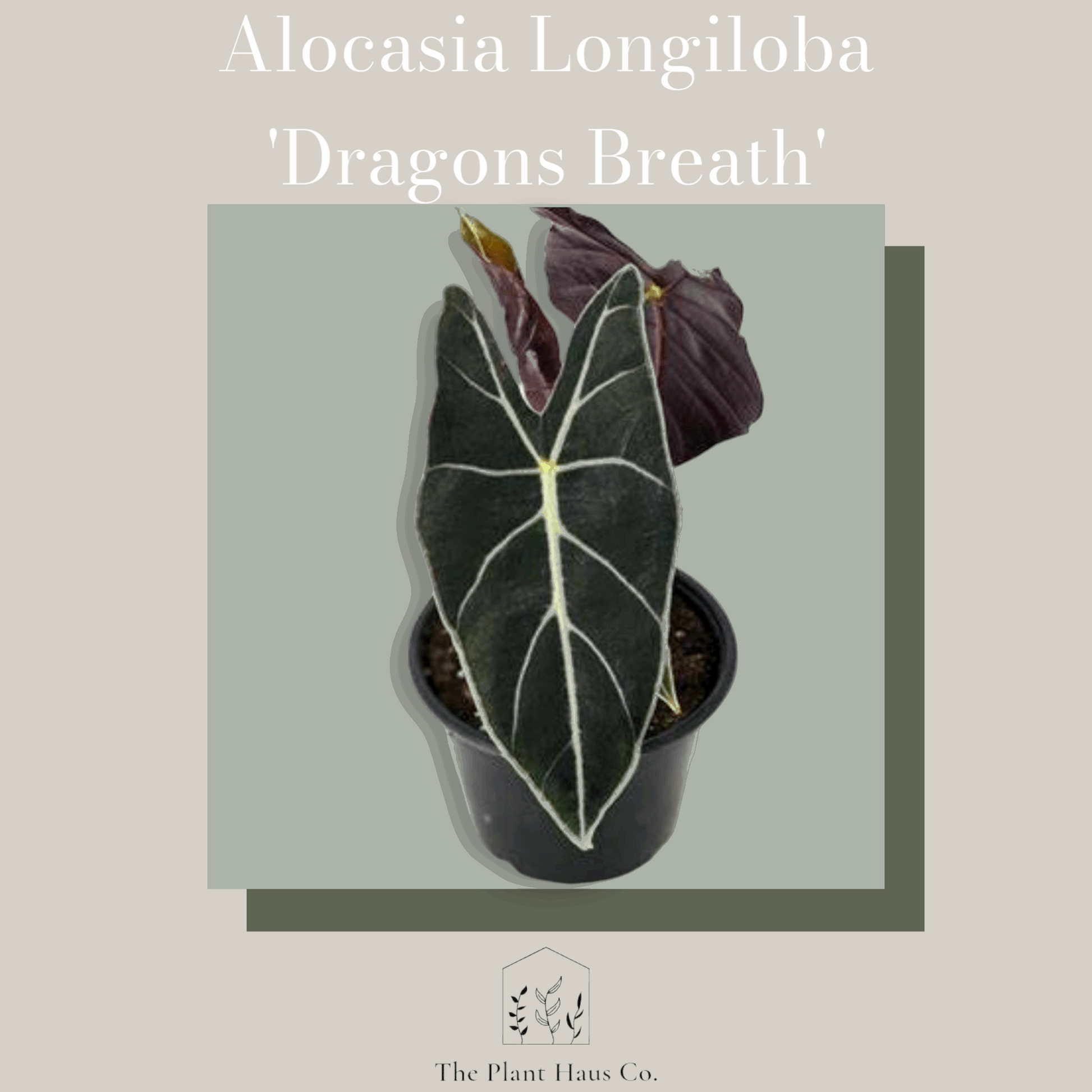 Alocasia Longiloba 'Dragon's Tooth'