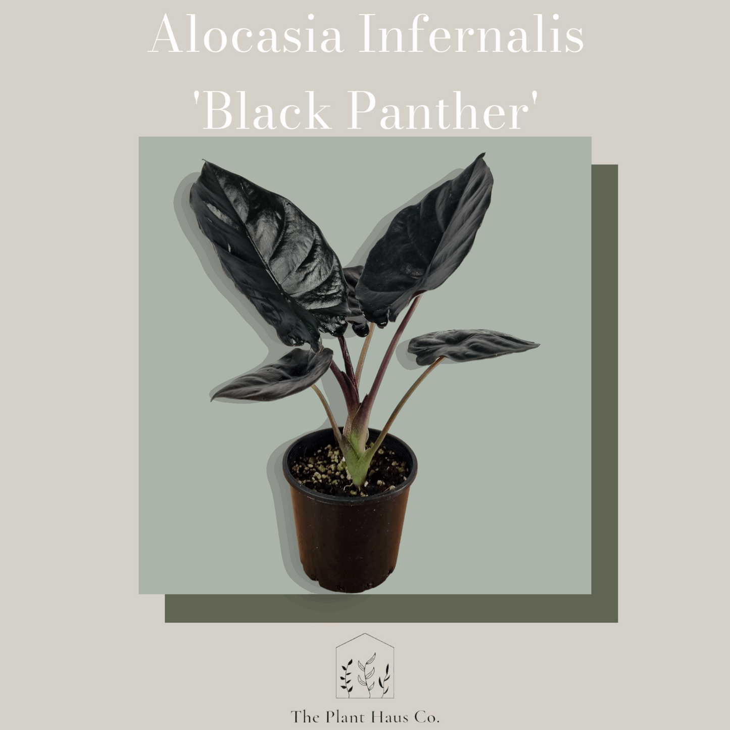 Alocasia Infernalis