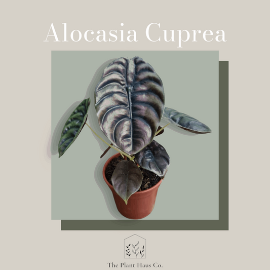 Alocasia Cuprea