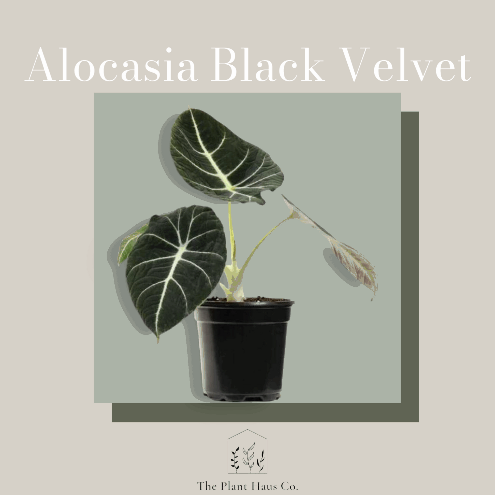 Alocasia Black Velvet