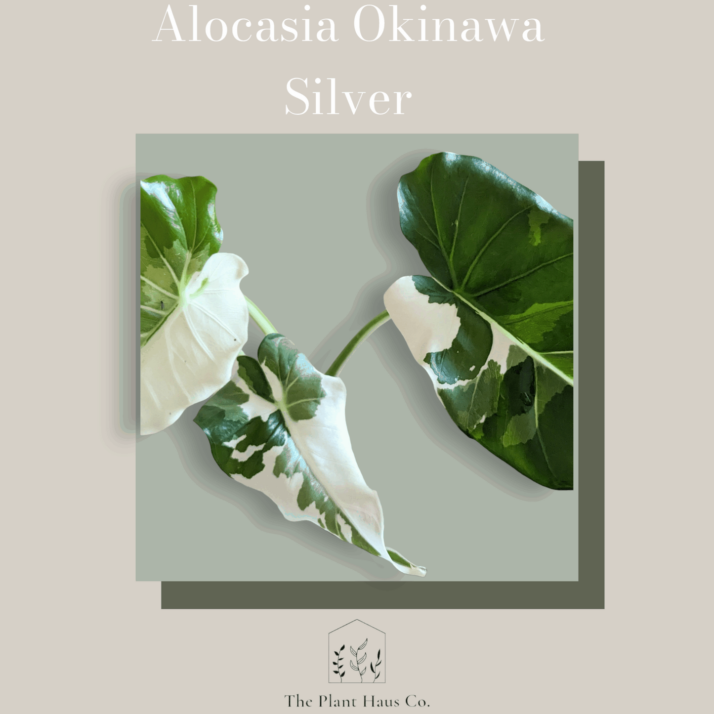 Alocasia Okinawa Silver Variegated