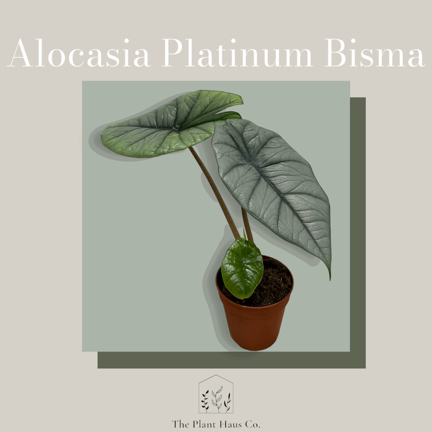 Alocasia Platinum Bisma