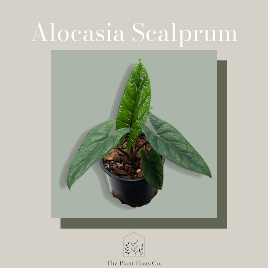 Alocasia Scalprum