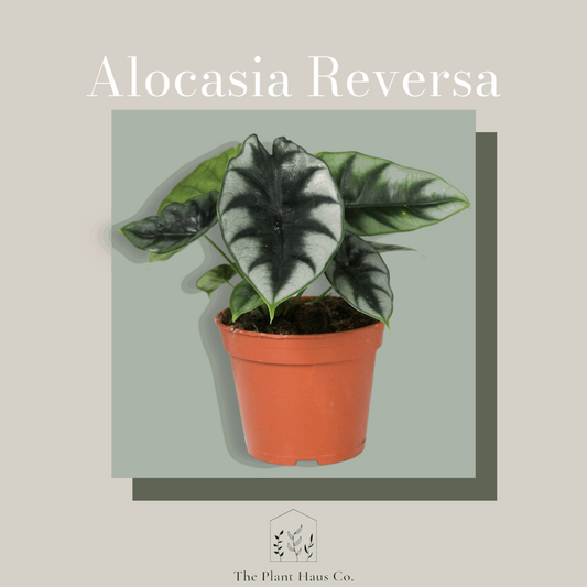 Alocasia Reversa