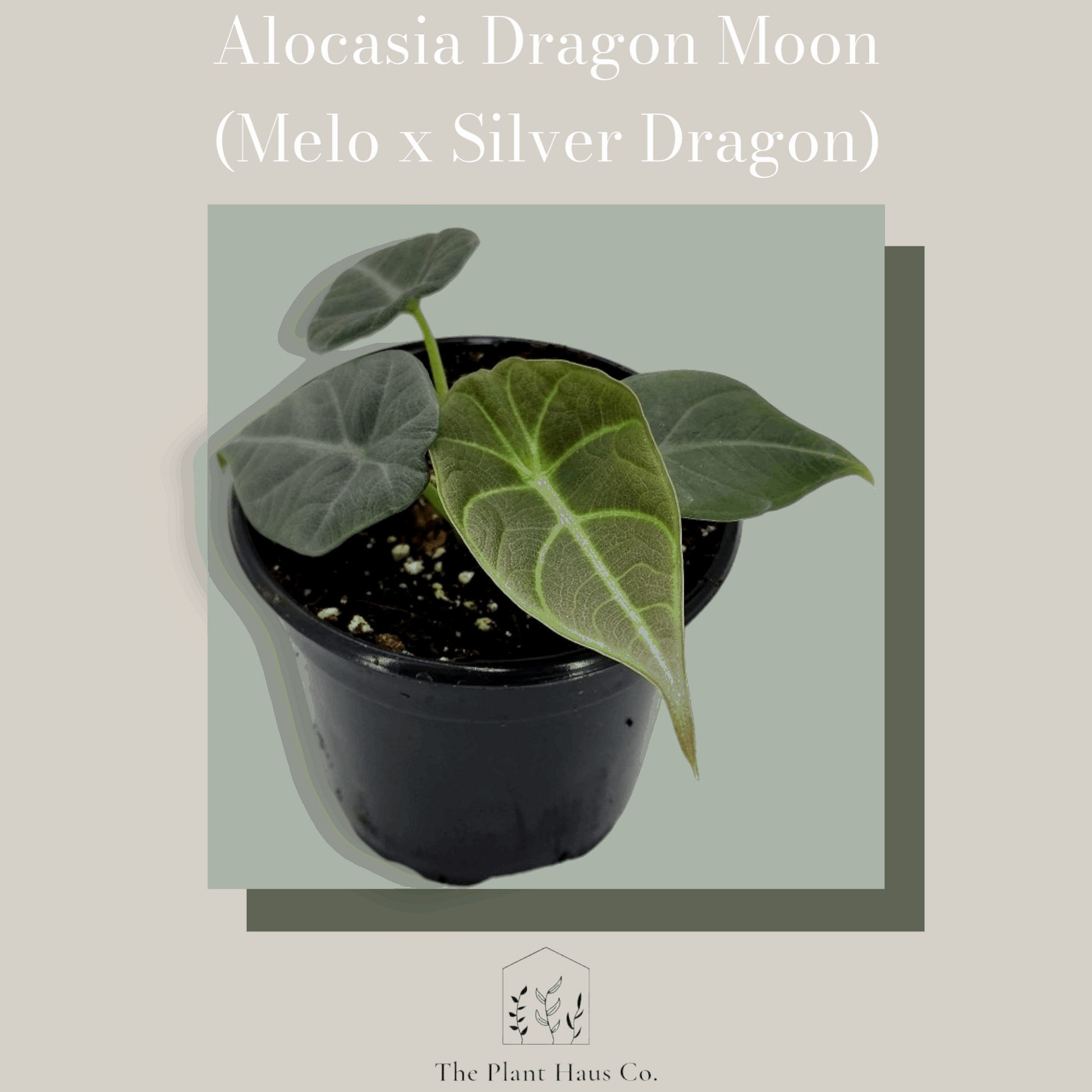 Alocasia Dragon Moon